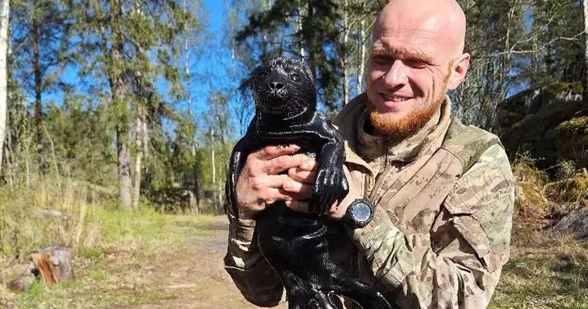 Детеныша нерпы нашли на берегу Ладожского озера